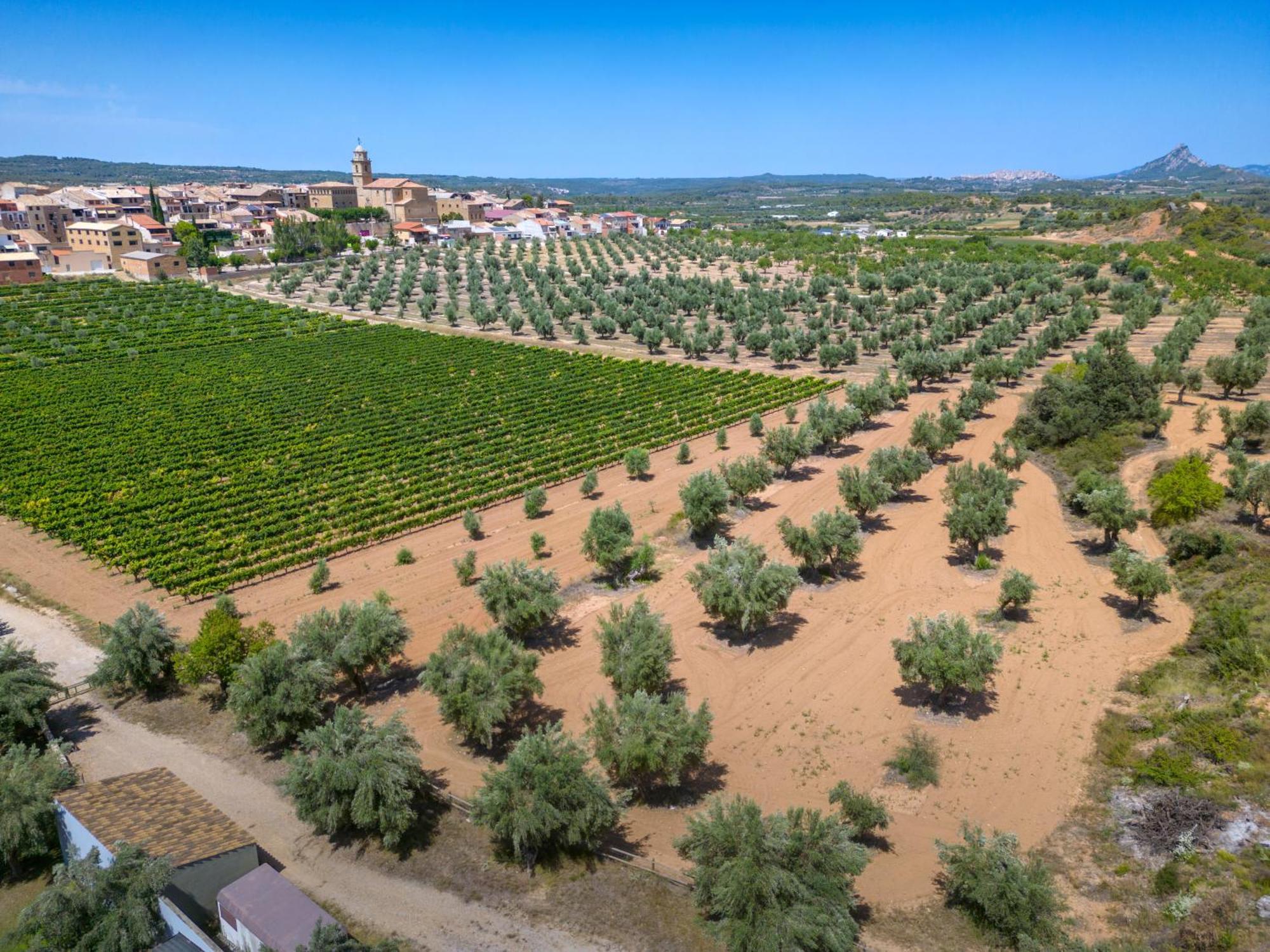 Hotel Vilar Rural D'Arnes By Serhs Hotels Sant Carles De La Rapita Exterior photo